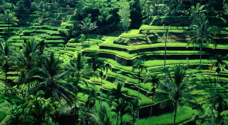 Bali Turu Türk Havayolları ile 5 Gece (W0151)